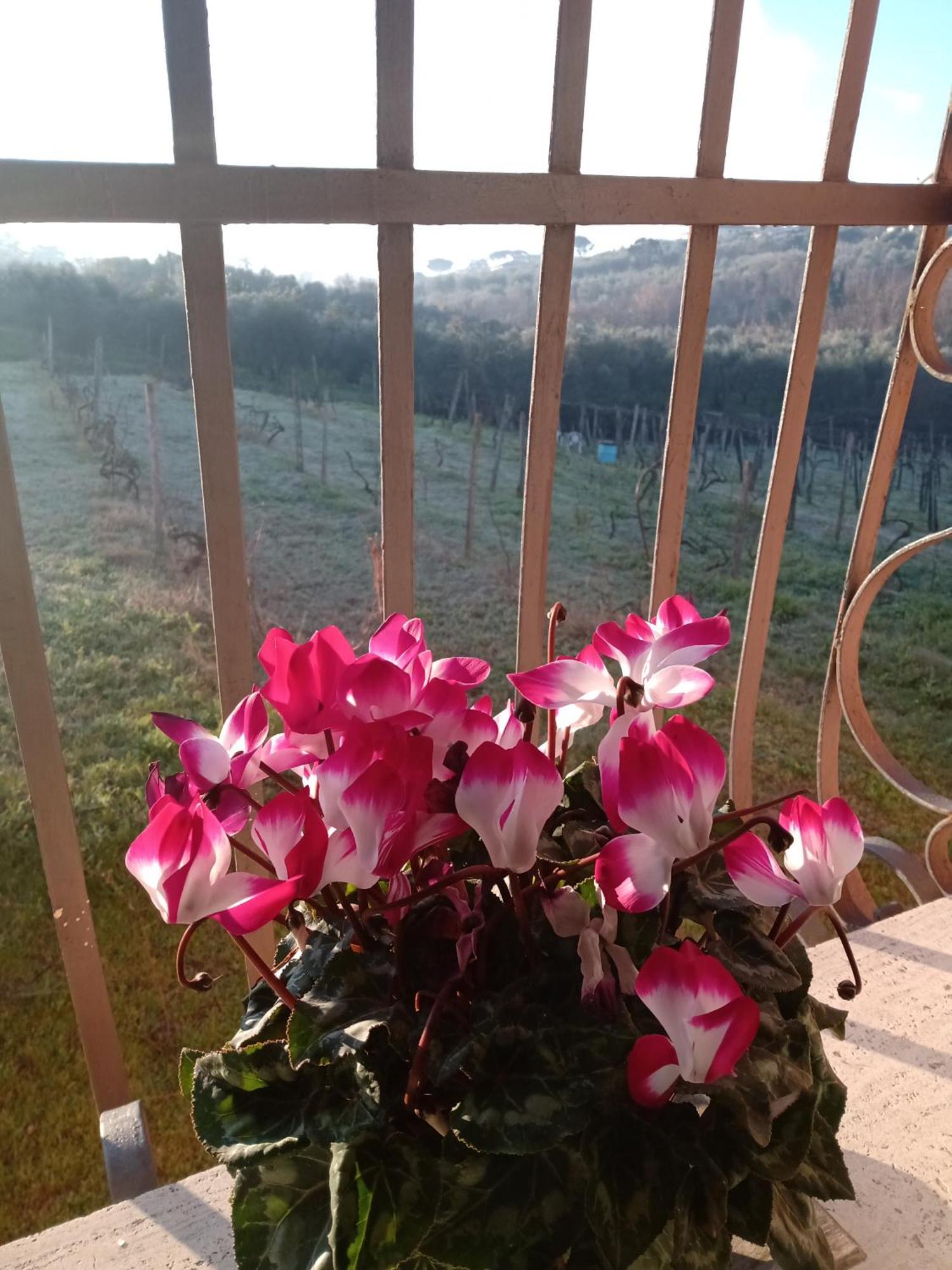弗拉斯卡蒂Poggio Agli Ulivi别墅 外观 照片