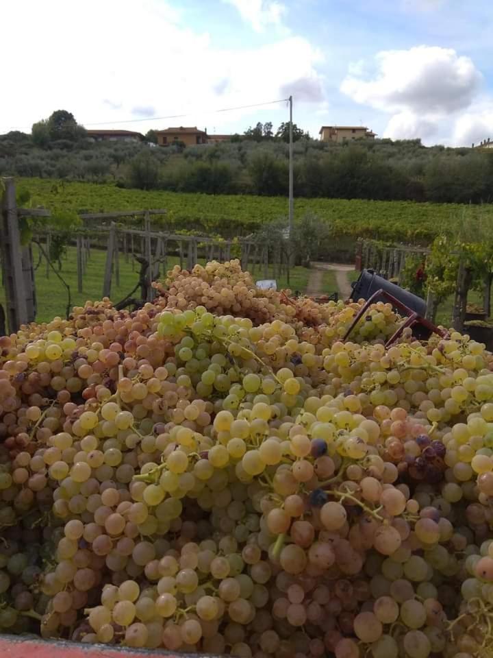 弗拉斯卡蒂Poggio Agli Ulivi别墅 外观 照片